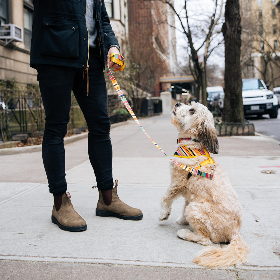 Sublime Dog Leash, Sublime Stripe with Gold Plaid 6 Foot