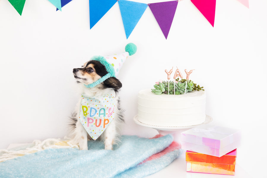 Pearhead Birthday Pup Bandana Hat Set S/M