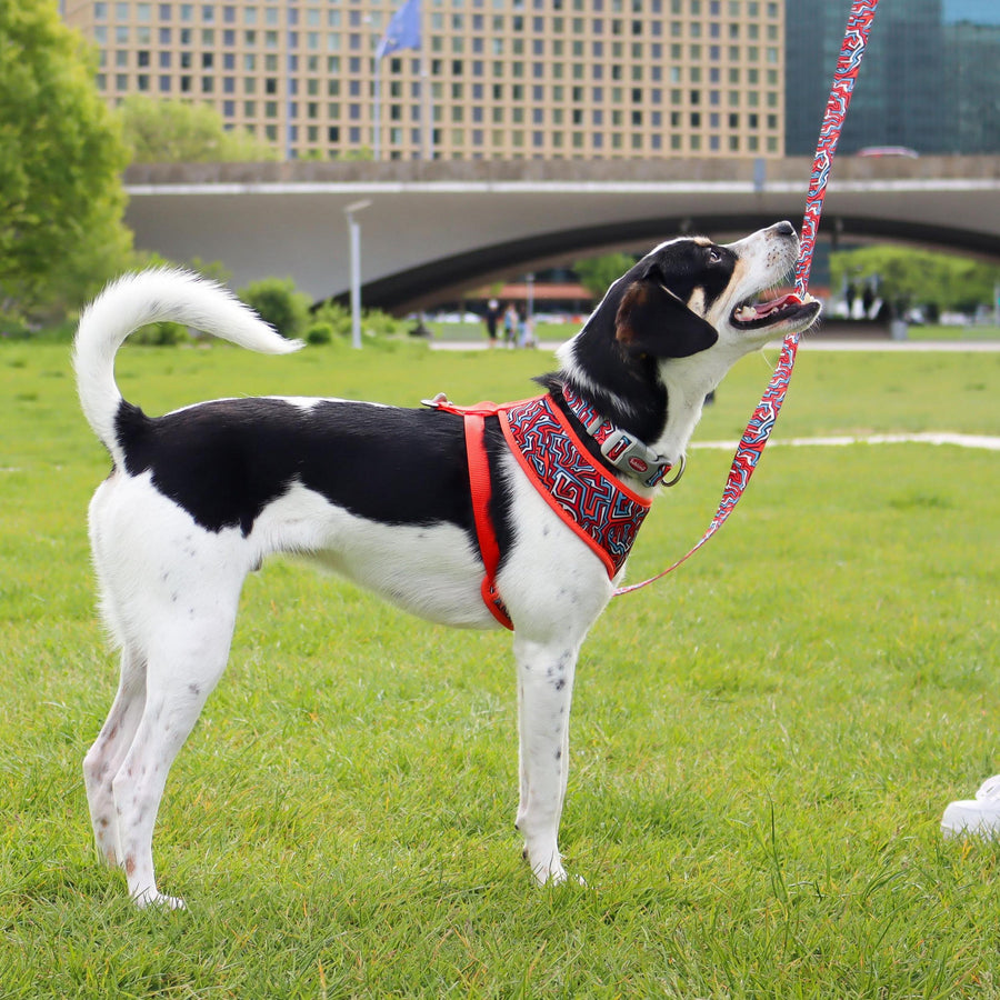 Coastal Pet Products Sublime Reversible Dog Harness, Red Blue Graffiti with Red Stars