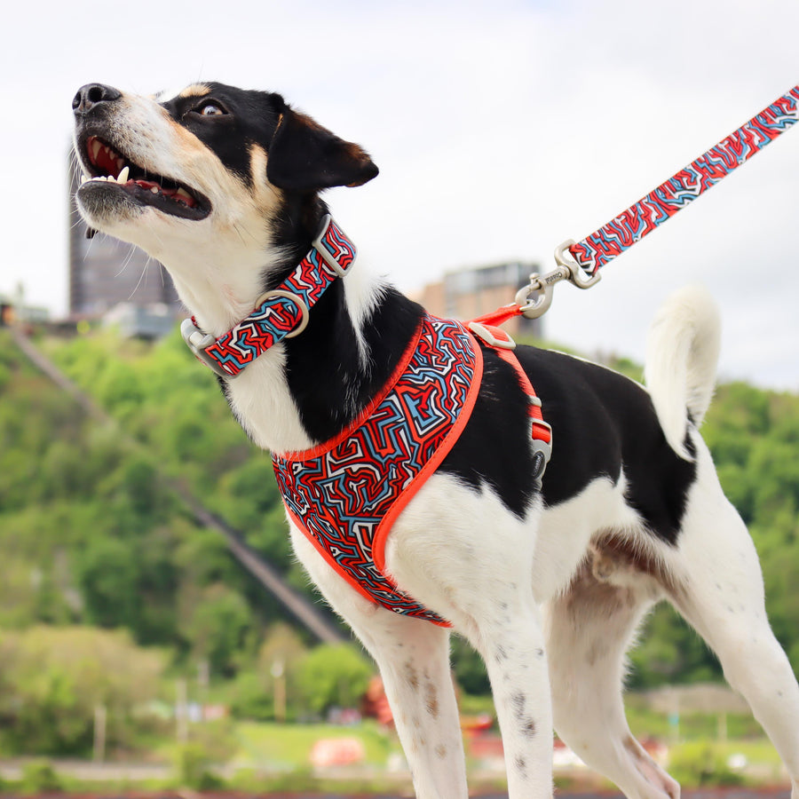 Coastal Pet Products Sublime Reversible Dog Harness, Red Blue Graffiti with Red Stars