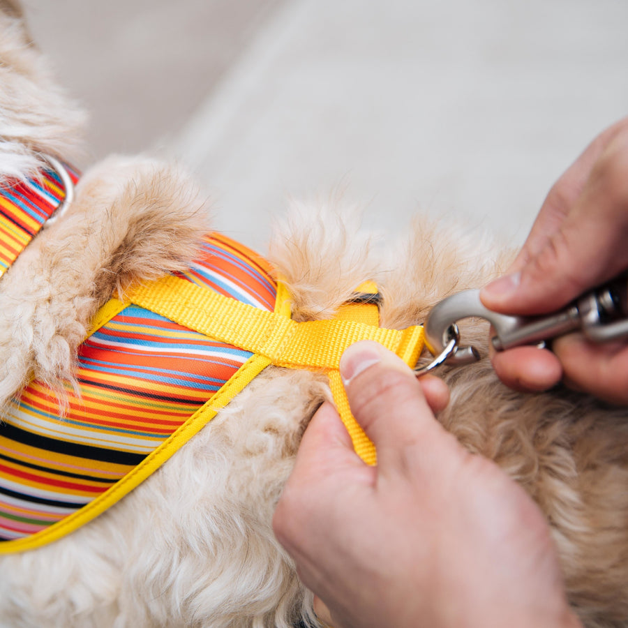 Sublime Dog Leash, Sublime Stripe with Gold Plaid 6 Foot