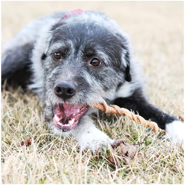 Tuesday's Natural Dog Company Lamb Pizzle Dog Treat