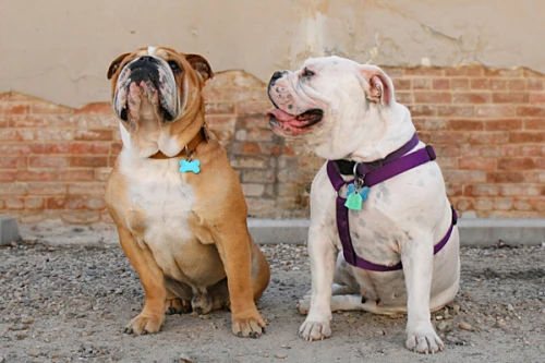 VIP PetCare