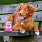 Dog Sitting On A Bench With Dog Food.