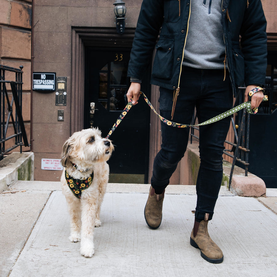 Sublime Dog Leash, Sunflower with Green Argyle 6 Foot