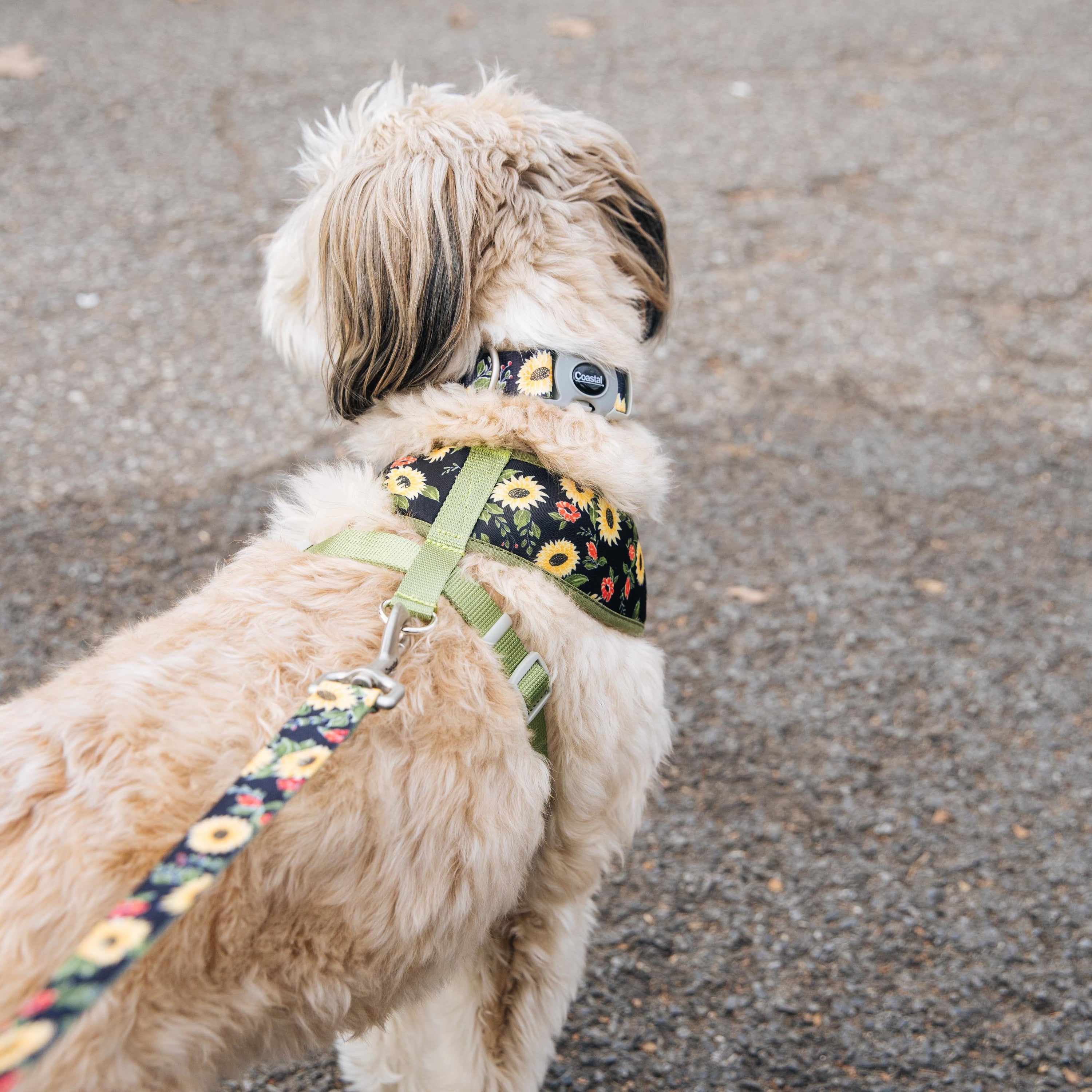 Sublime Adjustable Dog Collar, Sunflower with Green Argyle - Incredible Pets