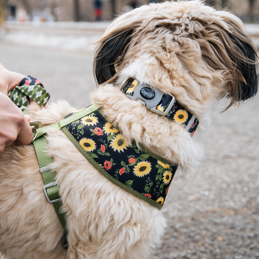 Sublime Adjustable Dog Collar, Sunflower with Green Argyle