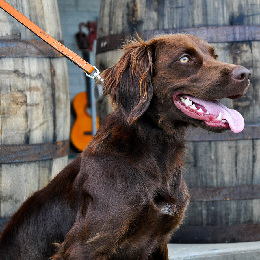 Circle T Oak Tanned Leather Dog Leash, Tan 6 Foot