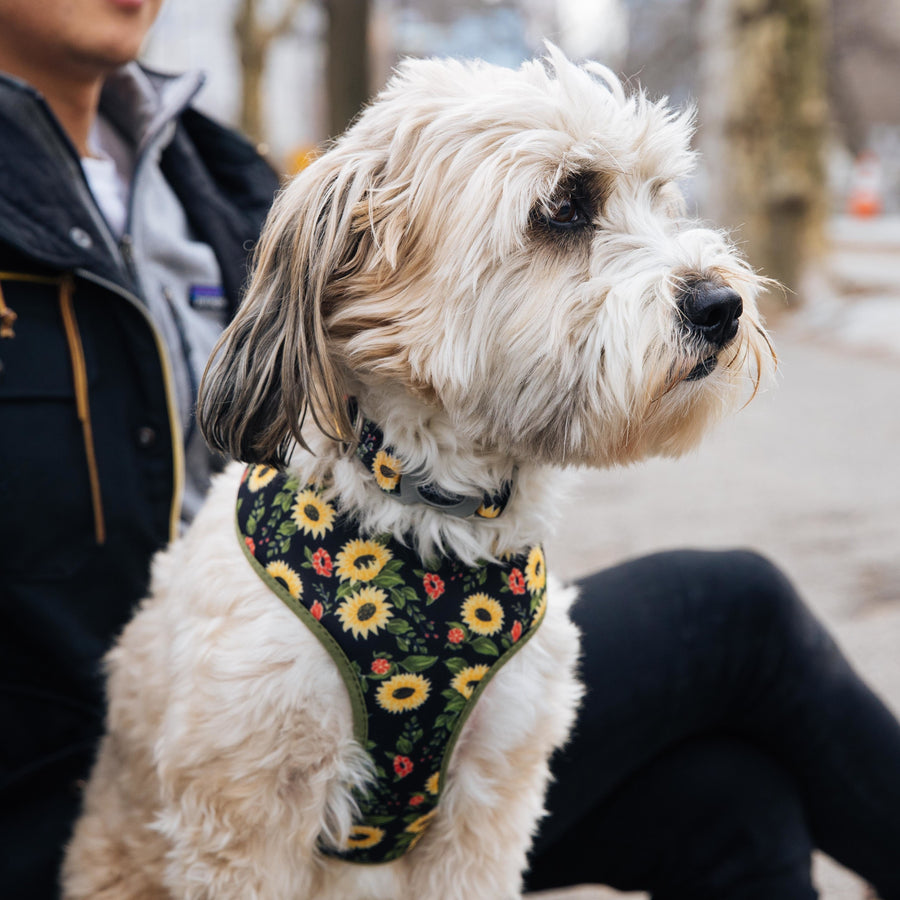 Sublime Adjustable Dog Collar, Sunflower with Green Argyle