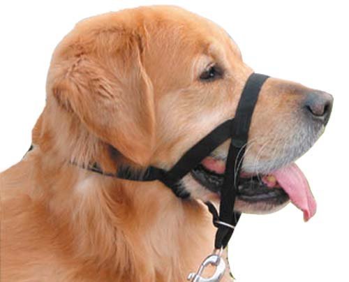 The Company of Animals Halti Headcollar for Dogs