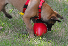 Jolly Pets Jolly Red Egg Dog Toy