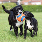 Chuckit! Kick Fetch Ball, two black dogs playing with the ball