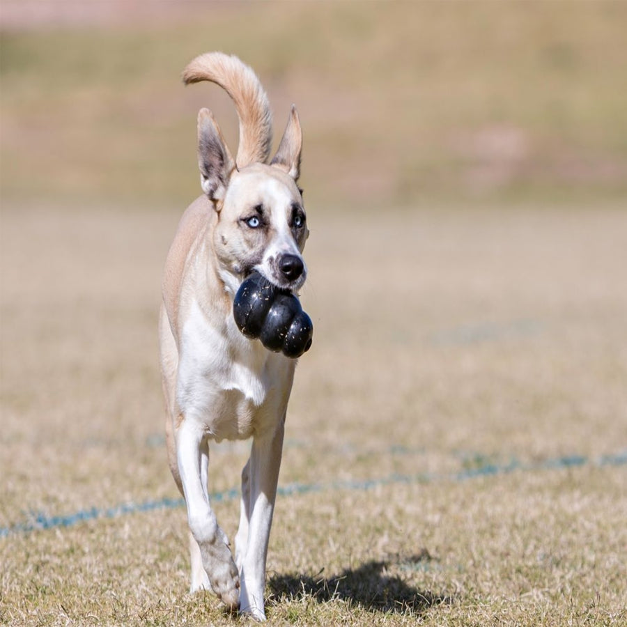 KONG Extreme Dog Toy, in the mouth of a dog