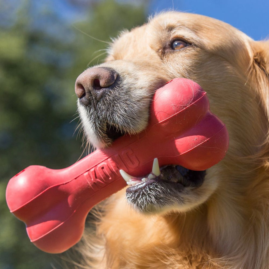 KONG Goodie Bone Dog Toy Red, in the mouth of a dog
