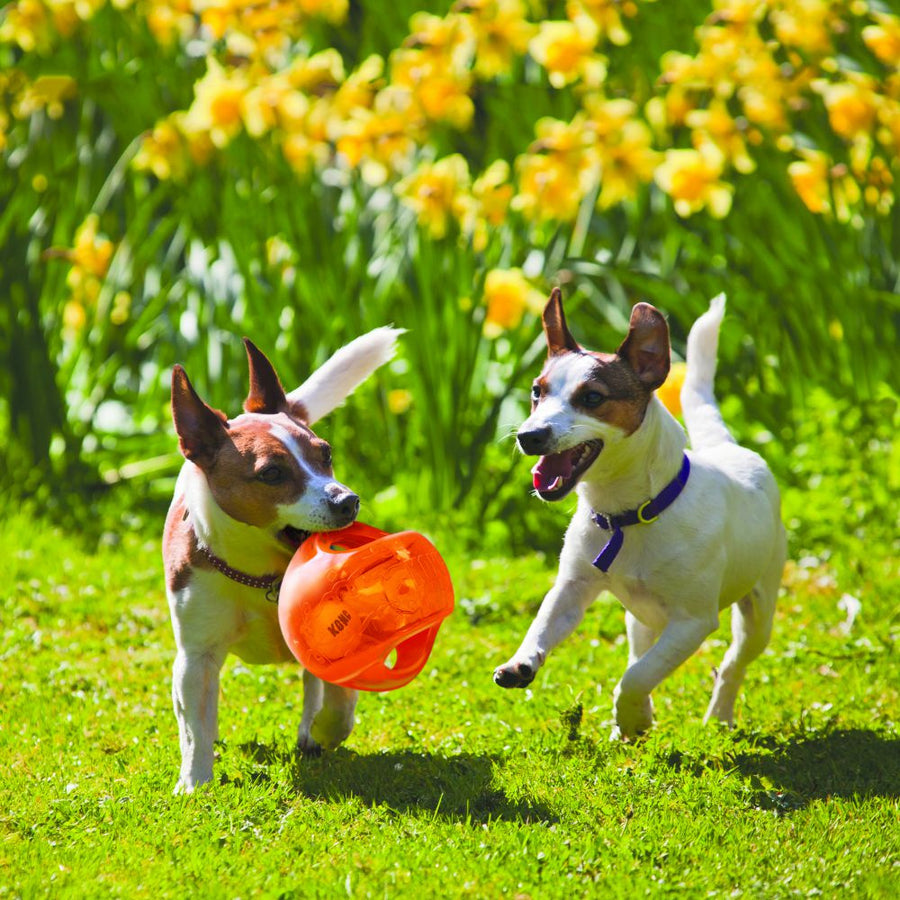 KONG Jumbler Ball Dog Toy Orange, played by 2 dogs