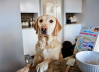 Lazy Dog Cookie Company Vanilla Birthday Cake Mix, beside a dog and some baking supplies