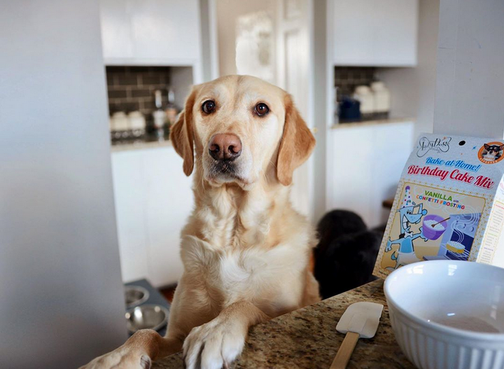 Lazy Dog Cookie Company Vanilla Birthday Cake Mix, beside a dog and some baking supplies