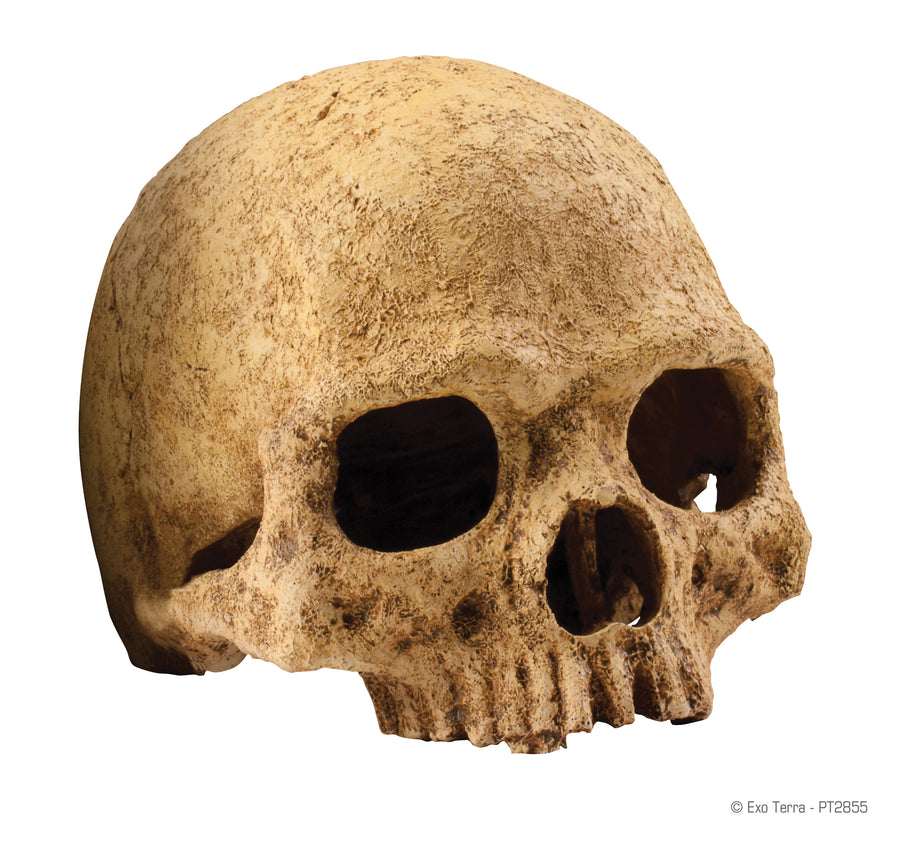 Exo Terra Primate Skull Decor