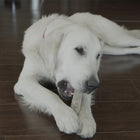 Redbarn Whole Elk Antler, chewed by a white dog