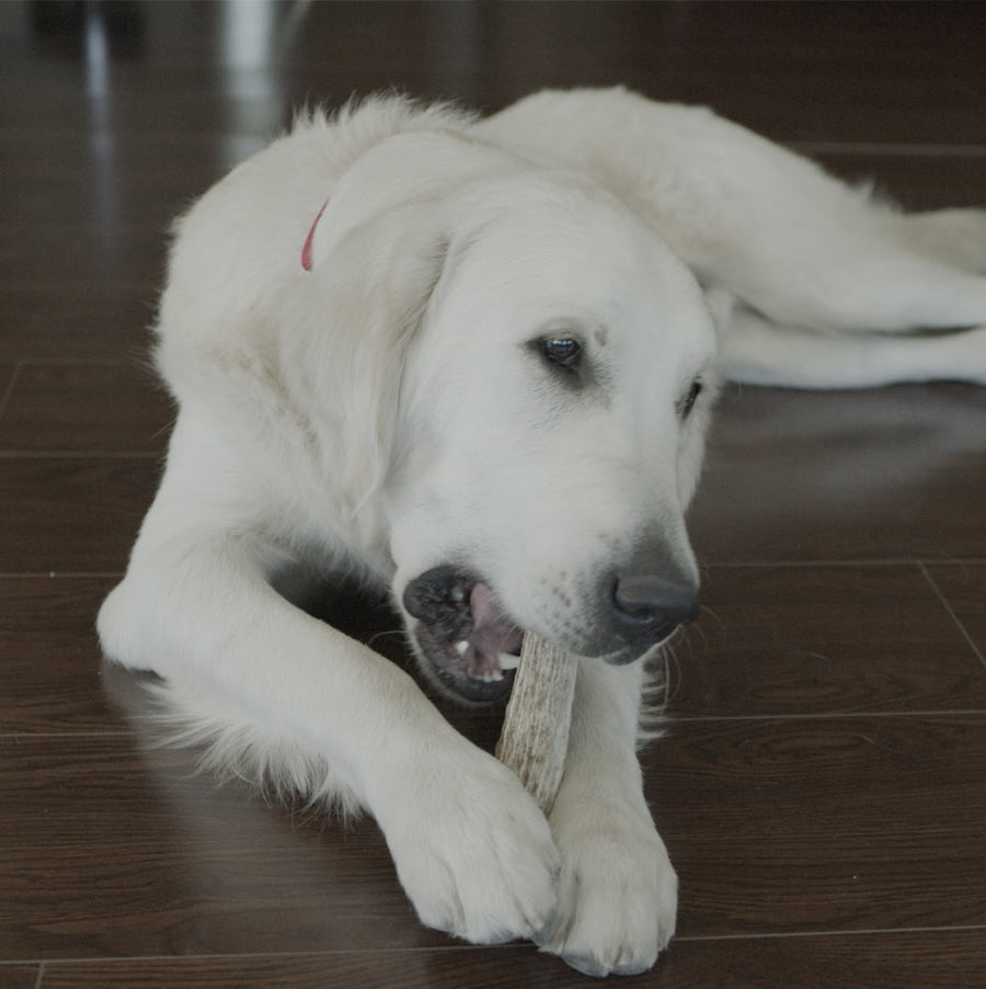 Redbarn Whole Elk Antler, chewed by a white dog