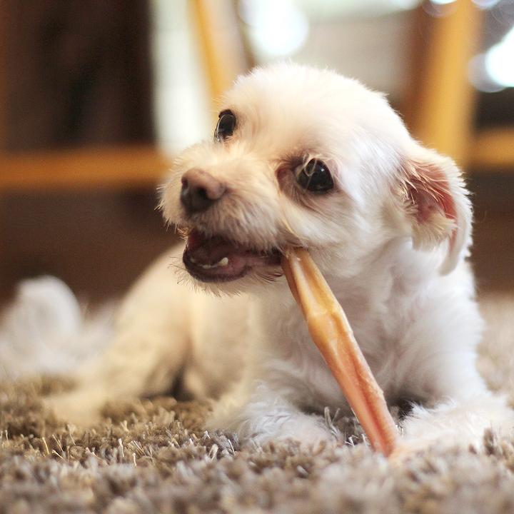 Tuesday's Natural Dog Company Odor Free Bully Sticks- 12 inch