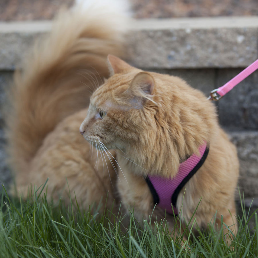 Coastal Comfort Soft Adjustable Cat Harness and Leash Combo