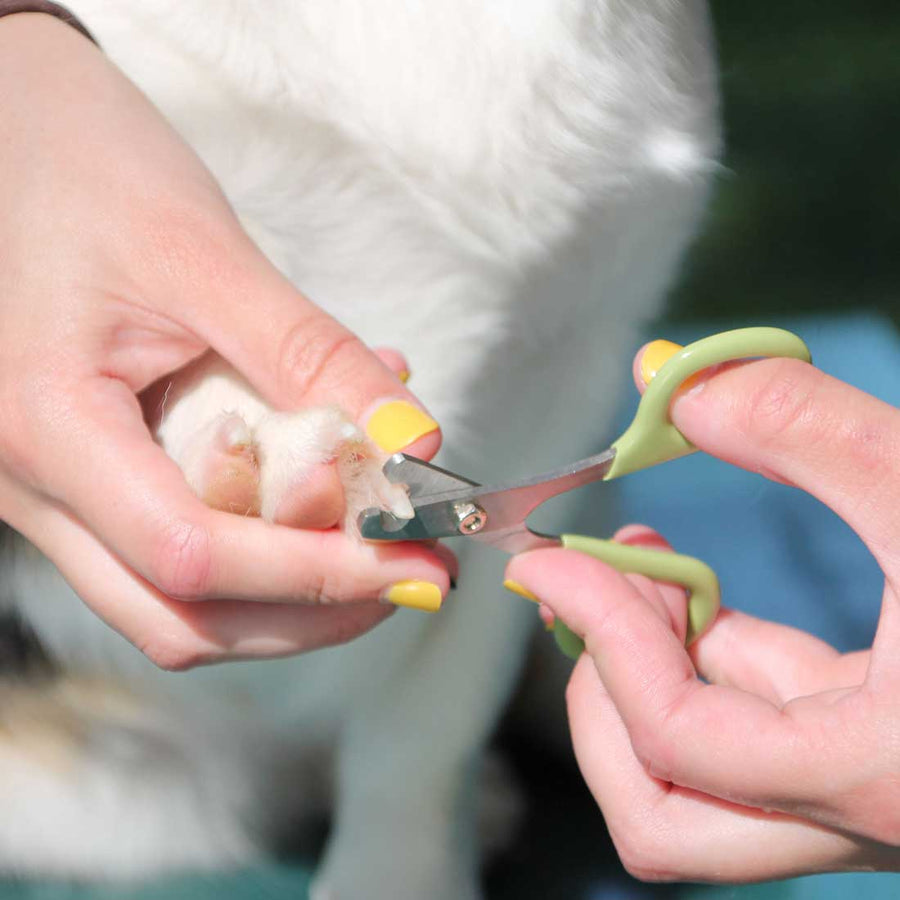 Safari Small Dog Nail Trimmers