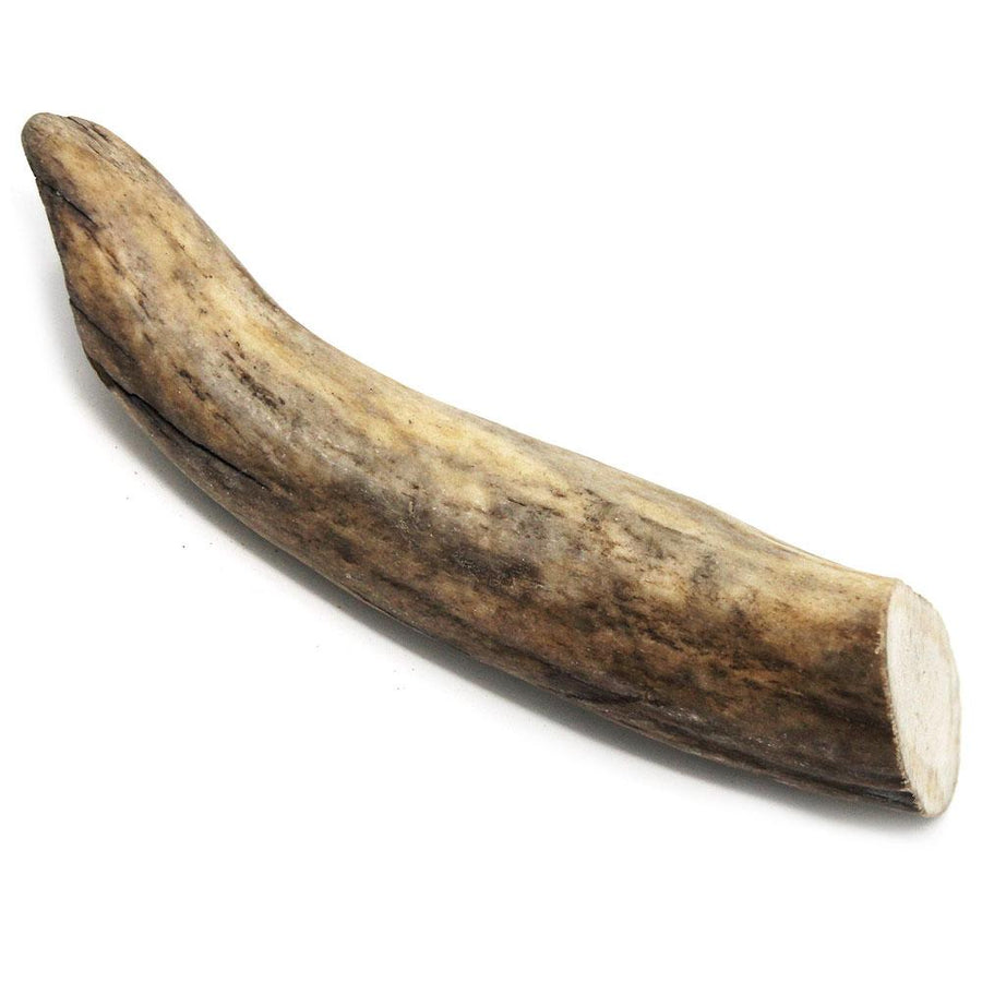 Tuesday's Natural Dog Company Moose Antler Dog Chew